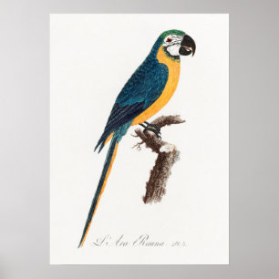 Poster Perroquet