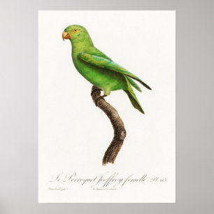 Poster Perroquet