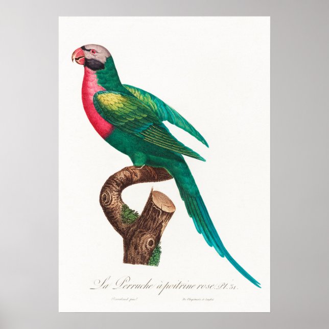 Poster Perroquet (Devant)
