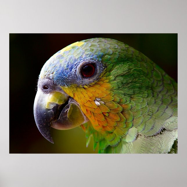 Poster Perroquet (Devant)