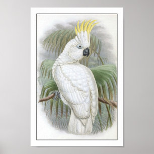 Poster Perroquet
