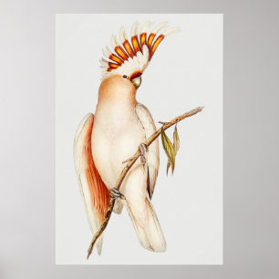Poster Perroquet