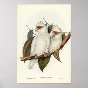 Poster Perroquet