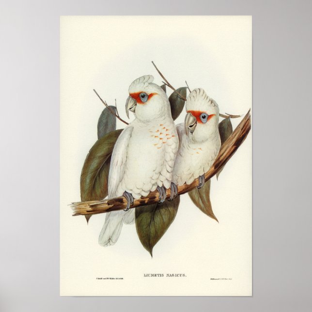 Poster Perroquet (Devant)