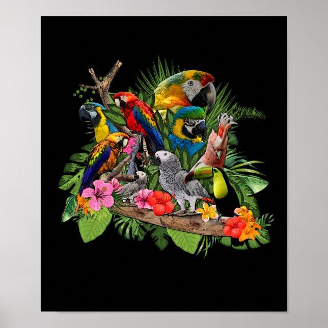 Poster Perroquet Afro-Gris Perroquet Cockatiel (Devant)