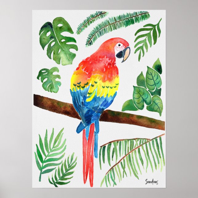 Poster Perroquet aquarelle (Devant)