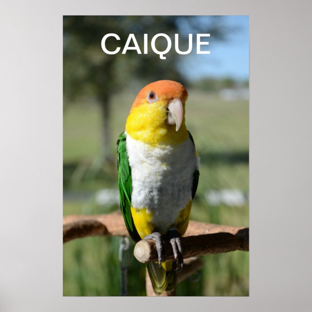 Poster Perroquet caïque à ventre blanc (Devant)