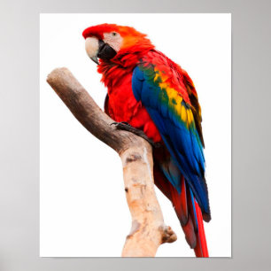 Poster Perroquet coloré