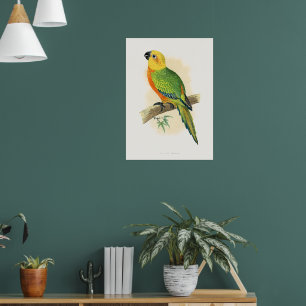 Poster Perroquet, Conure Jendaya,