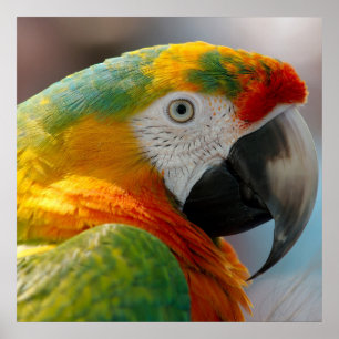 Poster Perroquet de Macaw Tropical