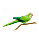 Perroquet de moine Quaker