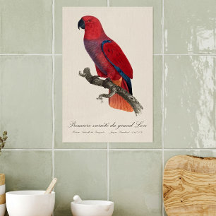 Poster Perroquet éclectus de Vosmaer, Eclectus Roratus Vo