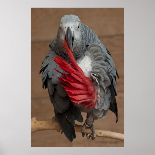 Poster Perroquet gris (Devant)