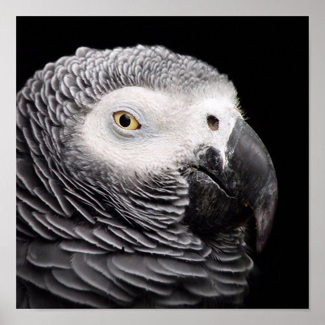 Poster Perroquet Gris Africain (Devant)