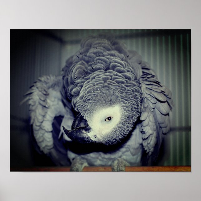 Poster Perroquet gris africain (Devant)