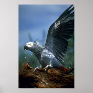 Poster Perroquet gris africain dans la douche à tuyau