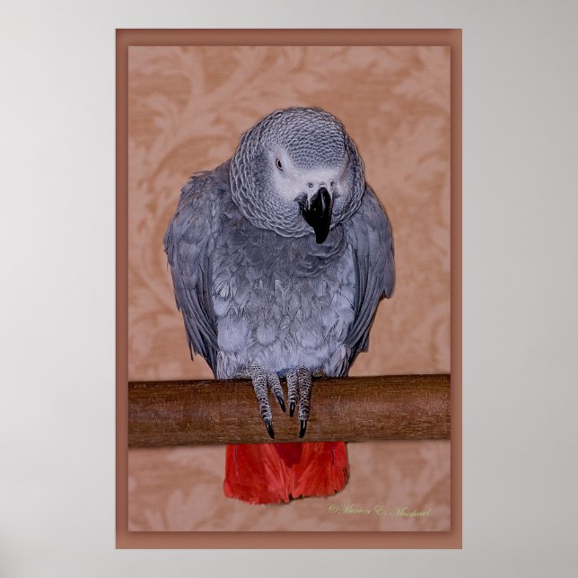 Poster Perroquet gris d'Afrique (Devant)