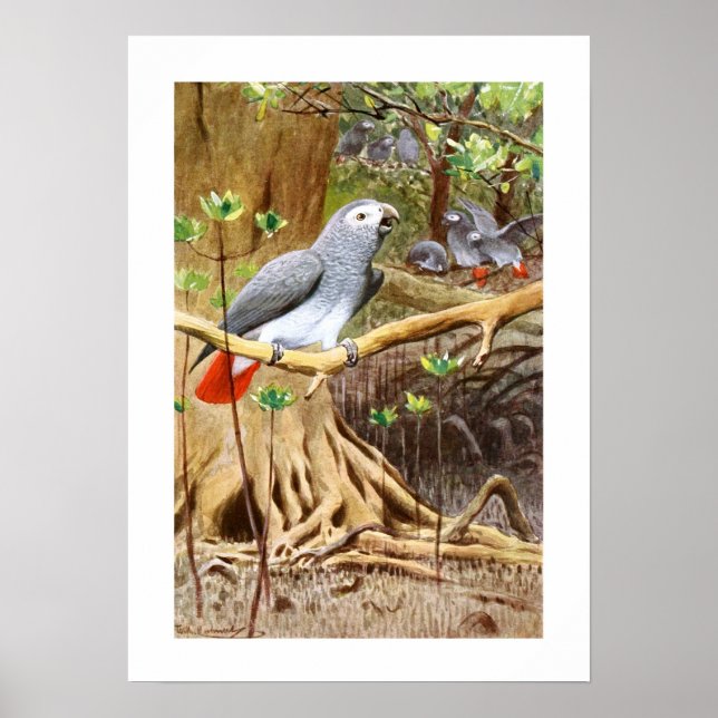 Poster Perroquet gris d'Afrique (Devant)
