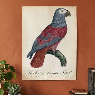 Poster Perroquet Gris d'Afrique au facteur rouge Psittacu