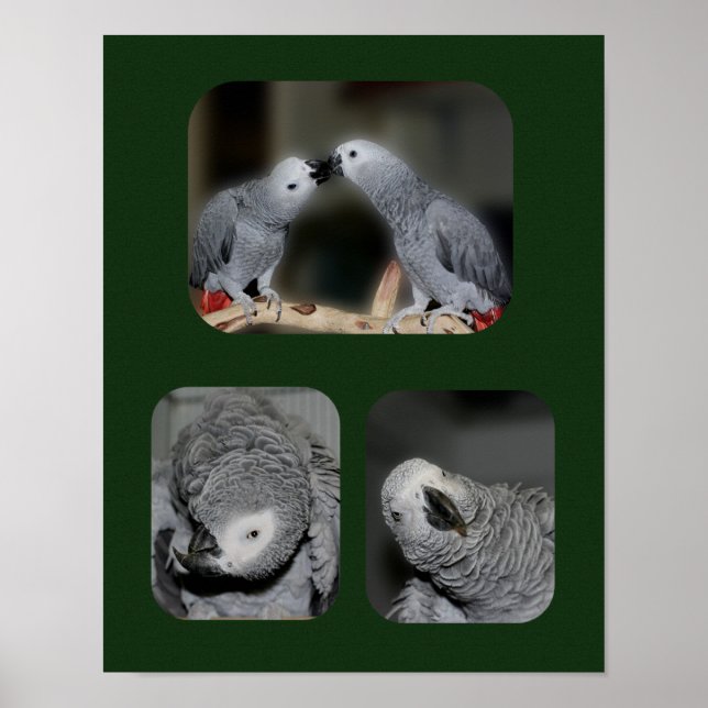 Poster Perroquet gris d'Afrique Collage animal (Devant)