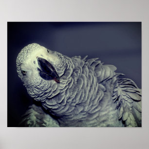 Poster Perroquet gris d'Afrique mignon oiseau