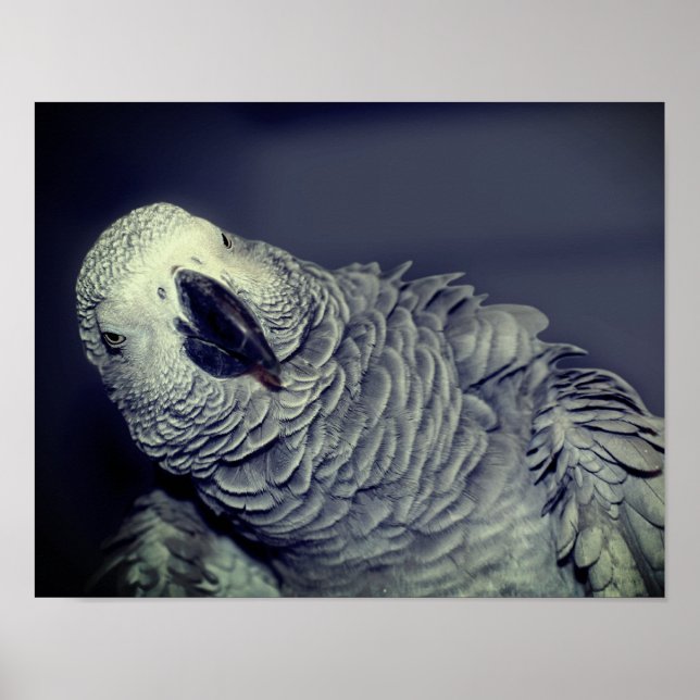 Poster Perroquet gris d'Afrique mignon oiseau (Devant)
