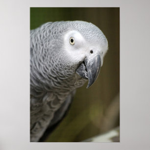 Poster perroquet gris mignon