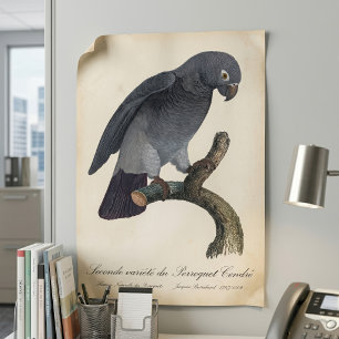 Poster Perroquet gris Timneh, Psittacus Timneh