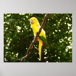 Poster Perroquet jaune
