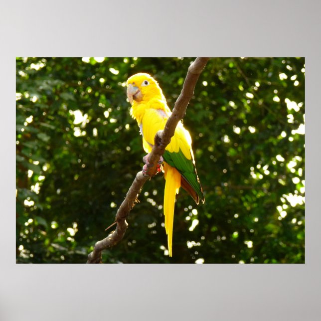Poster Perroquet jaune (Devant)