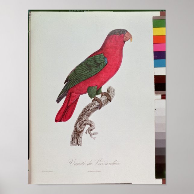 Poster Perroquet : Lory ou Collared (Devant)
