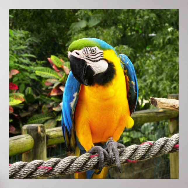Poster Perroquet macaw exotique (Devant)
