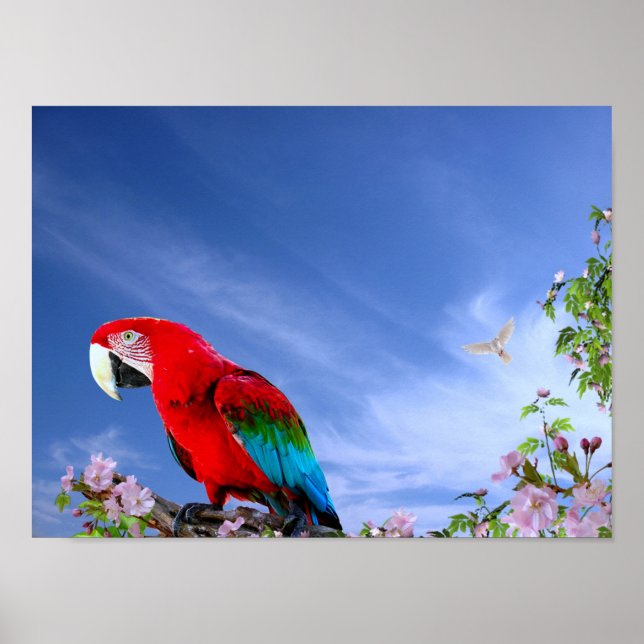 Poster Perroquet tropical coloré (Devant)