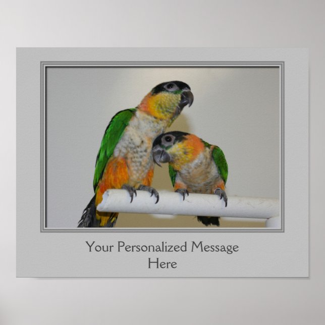 Poster Perroquets caïques à tête noire personnalisés (Devant)
