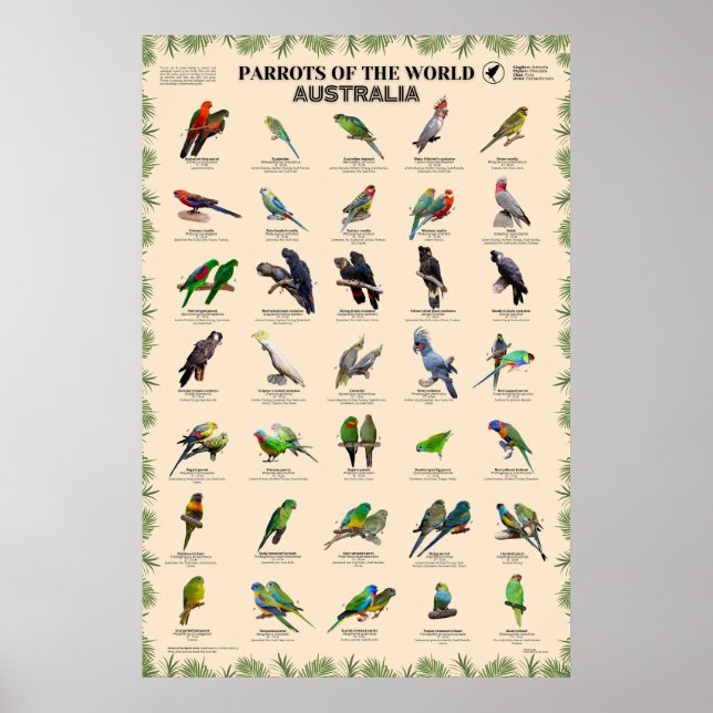 Poster Perroquets du monde - Australie (Devant)