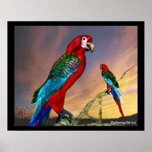 POSTER PERROQUETS HYPER / ARA ROUGE