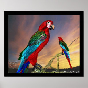 POSTER PERROQUETS HYPER / ARA ROUGE