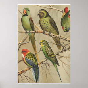 Poster Perroquets Vintages Oiseaux tropicaux colorés