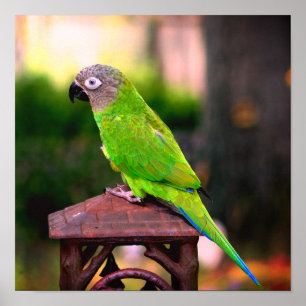 Poster Perrot de purée à tête cendrée