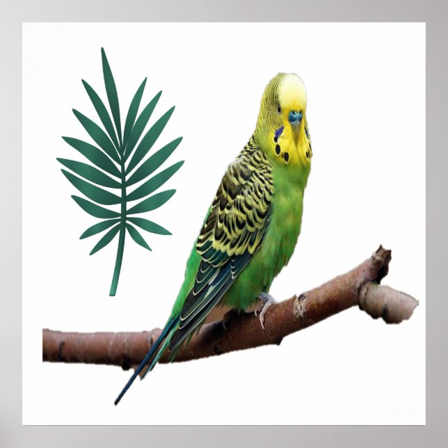 Poster Perruche (Devant)