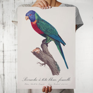 Poster Perruche a tete bleue, femelle / Rainbow lorikeet,