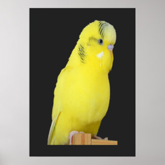 Poster perruche jaune mignonne
