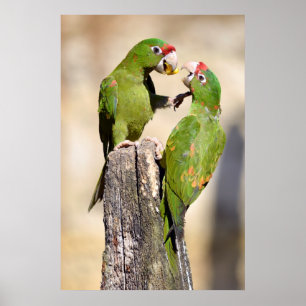 Poster Perruque Mitred sur poteau en bois