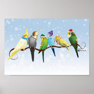 Poster Perruques d'hiver et Cockatiels