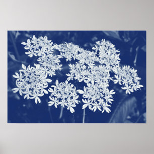 Poster Persil sauvage - Effet Cyanotype