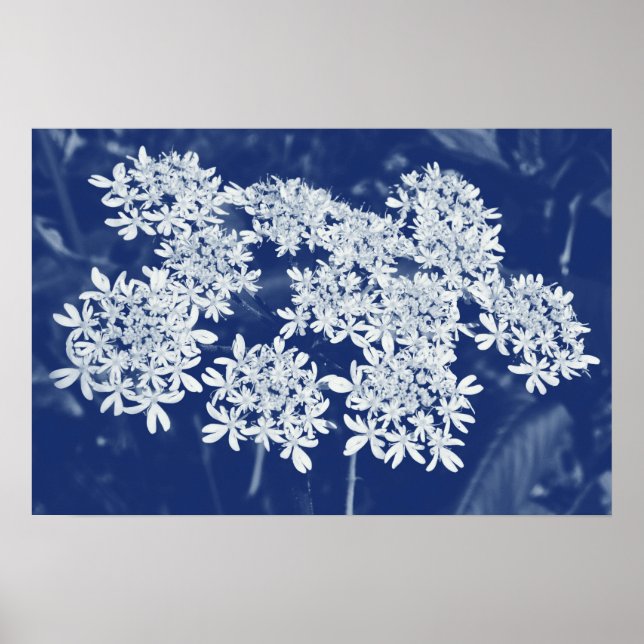 Poster Persil sauvage - Effet Cyanotype (Devant)