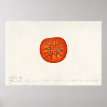 Persimmon (Diospyros) Peinture à l'aquarelle de fr