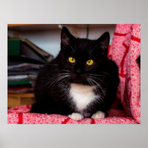 Poster personnalisable en chat Kitty noir et blanc