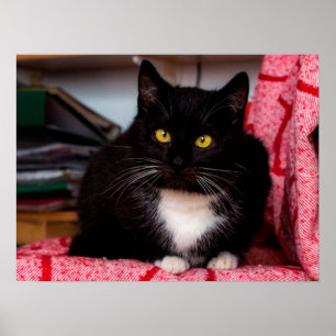 Poster personnalisable en chat Kitty noir et blanc