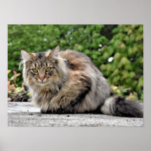 Poster personnalisable Maine Coon Kitty Cat